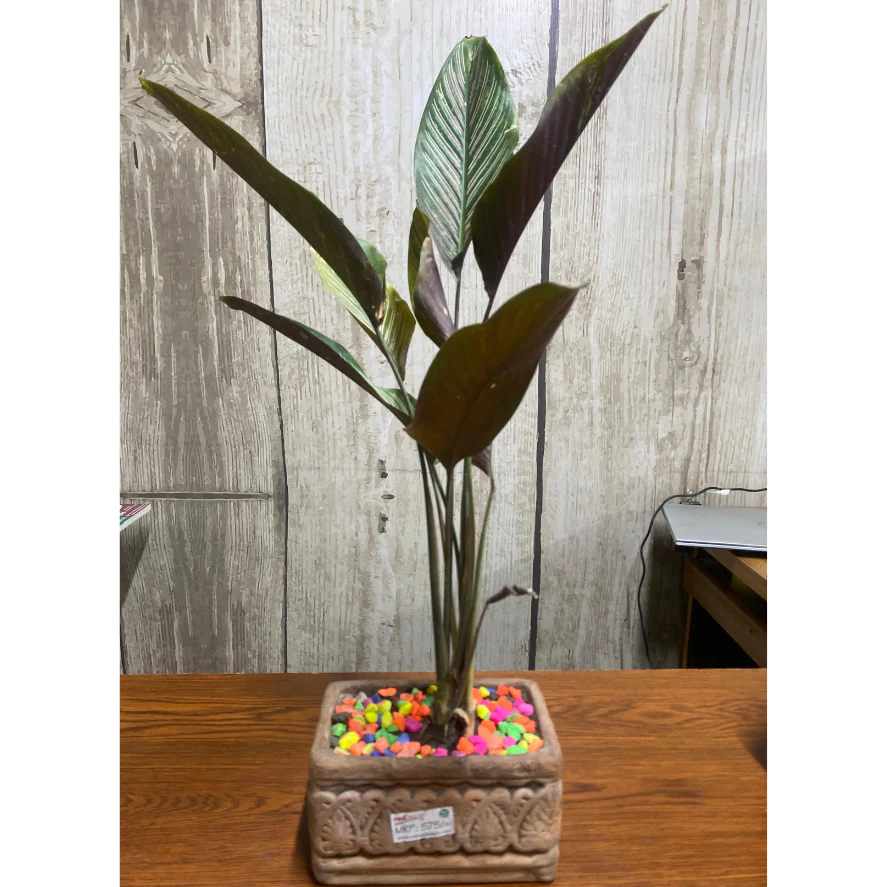 Plant